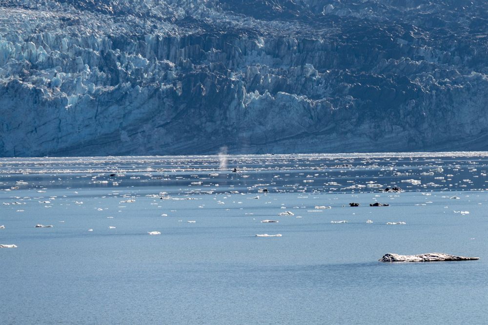Humpback whale surfacing near a glacier in Alaska